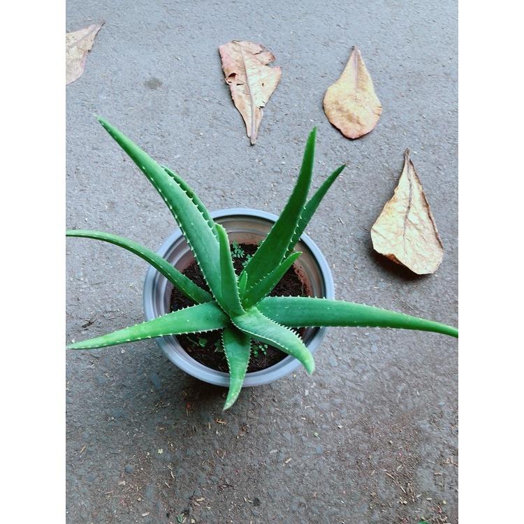 Nha Đam Giống Mỹ