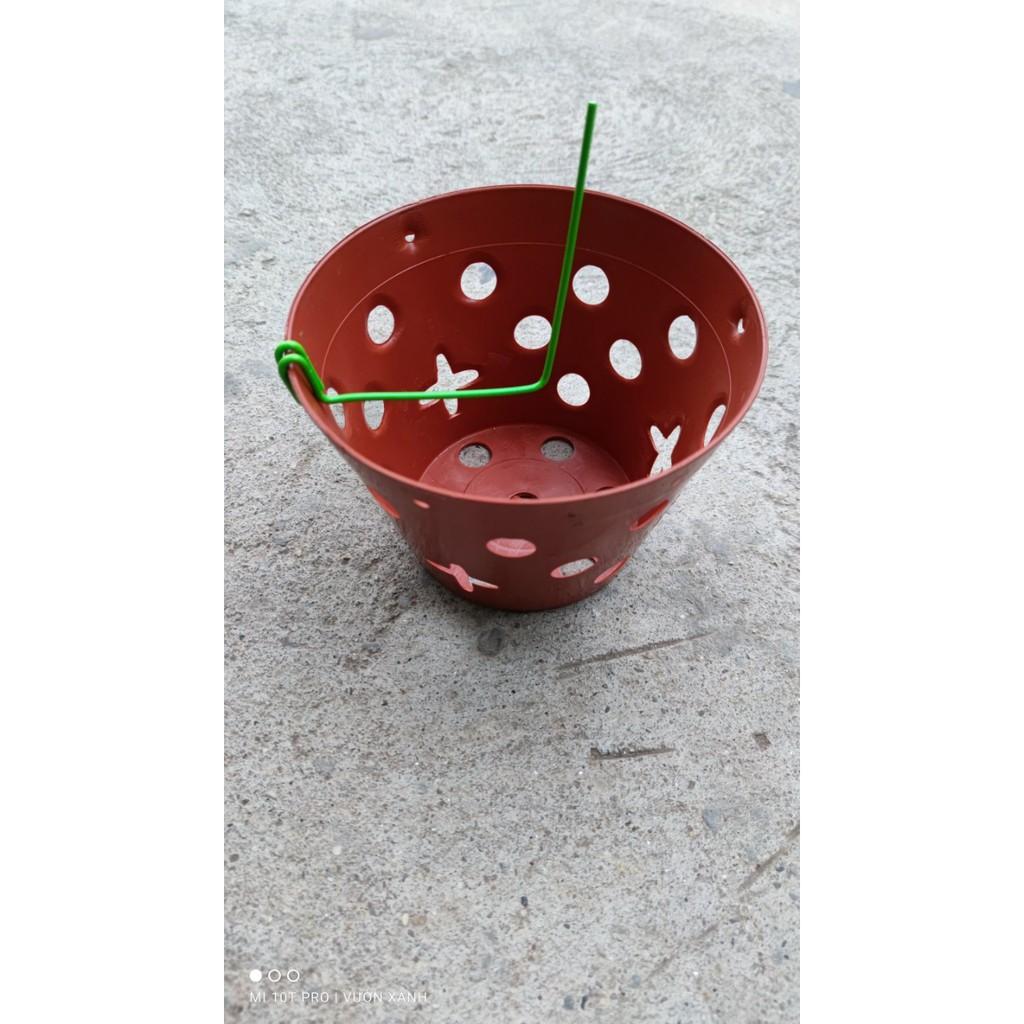 Set 10 que kẹp chậu lan, cố định keiki, kẹp ki lan đủ size