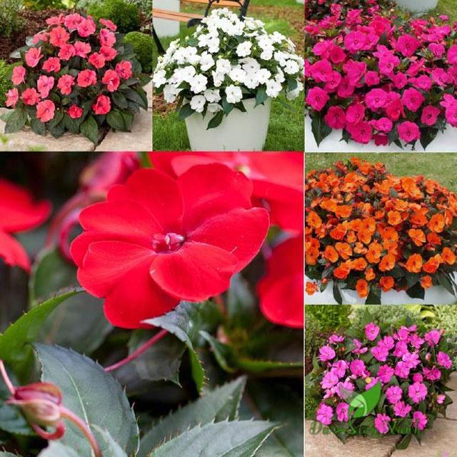 HẠT GIỐNG HOA MAI ĐỊA THẢO KÉP NHIỀU MÀU