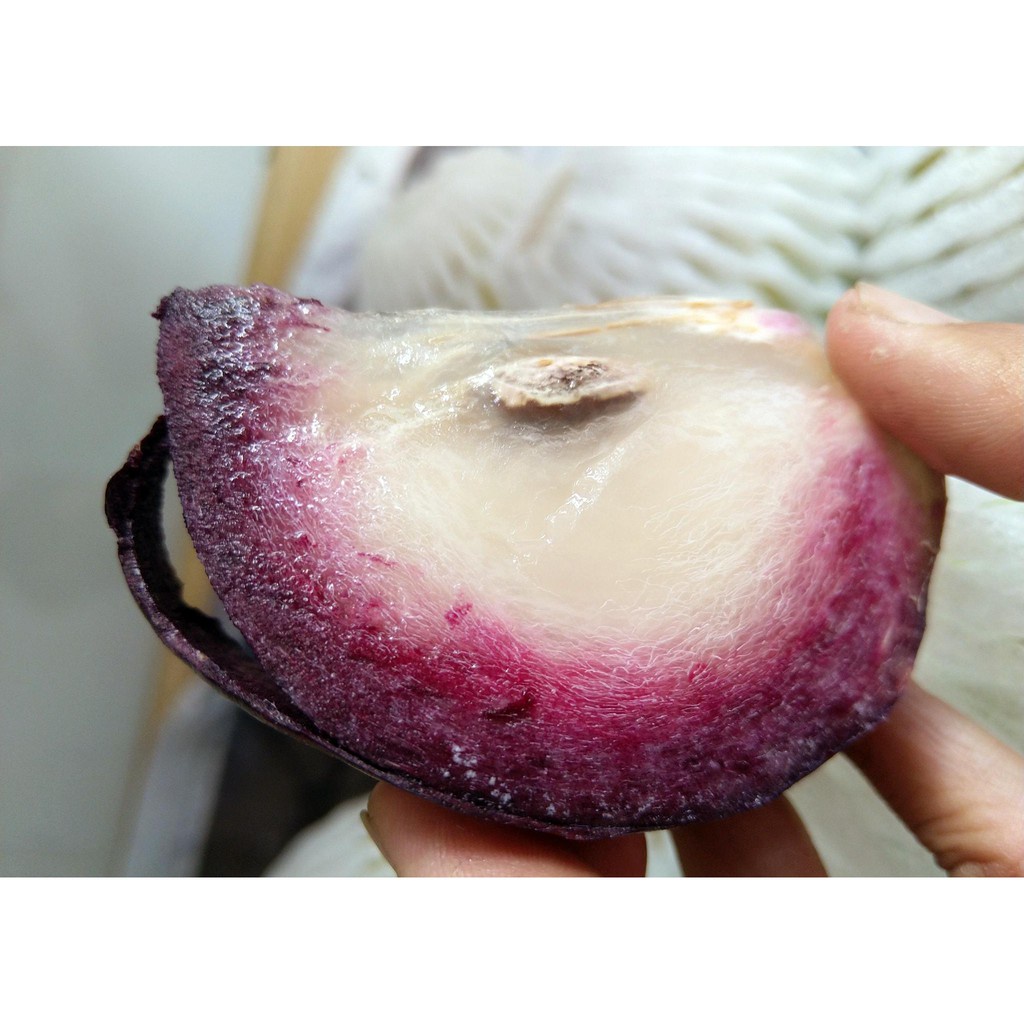 Cây Vú sữa mica