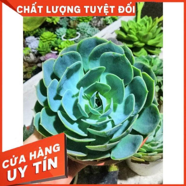 Sen đá xanh đất size đại kèm chậu sứ trắng Nhiều Người Mua