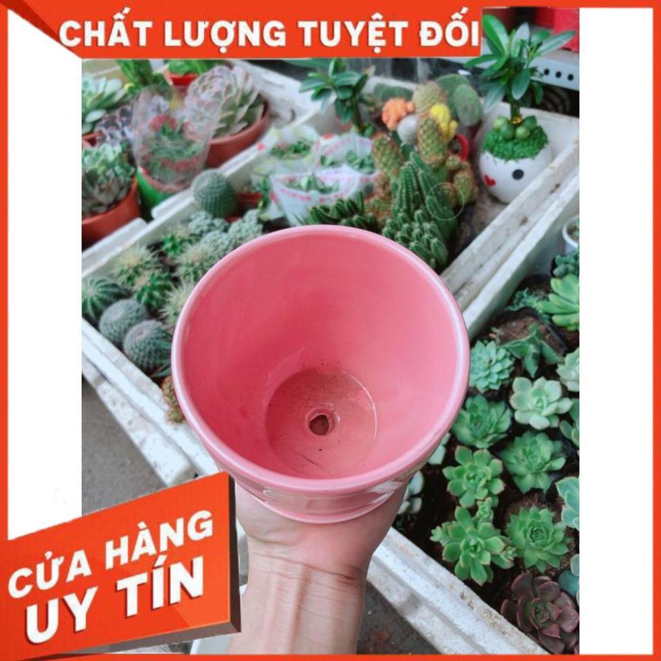 Chậu kiểu hồng có dĩa lót