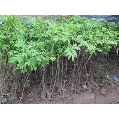 Cây Sấu quả chùm siêu năng suất - cây giống to khỏe, nhanh trái