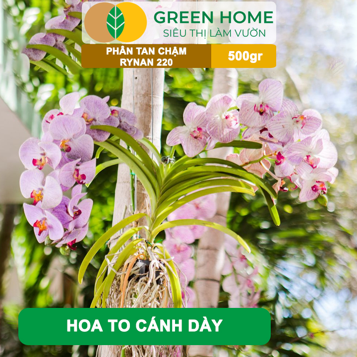Phân Tan Chậm GreenHome, Rynan 220, Bao 500gr, Dùng Cho Phong Lan Ra Hoa, Hoa Bền Màu