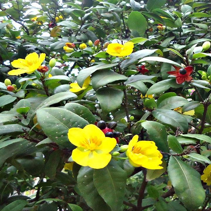 CÂY MAI TỨ QUÝ, CÂY NHỠ