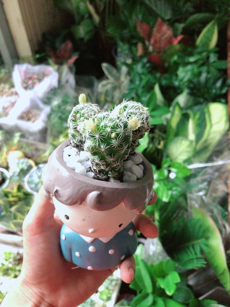 Chậu Xương Rồng Trứng Chim