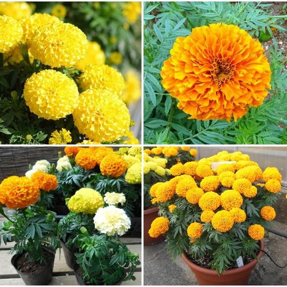 50hạt giống hoa vạn thọ mỹ nhiều màu