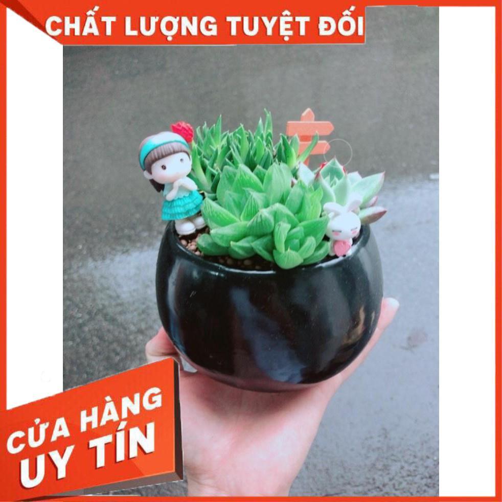 Chậu sen đá tiểu cảnh Nhiều Người Mua