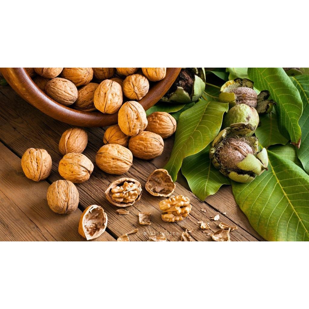 CÂY GIỐNG QUẢ ÓC CHÓ SIÊU QUẢ, SIÊU NĂNG SUẤT,SIÊU KINH TẾ- CAM KÊT GIỐNG CHUẨN F1