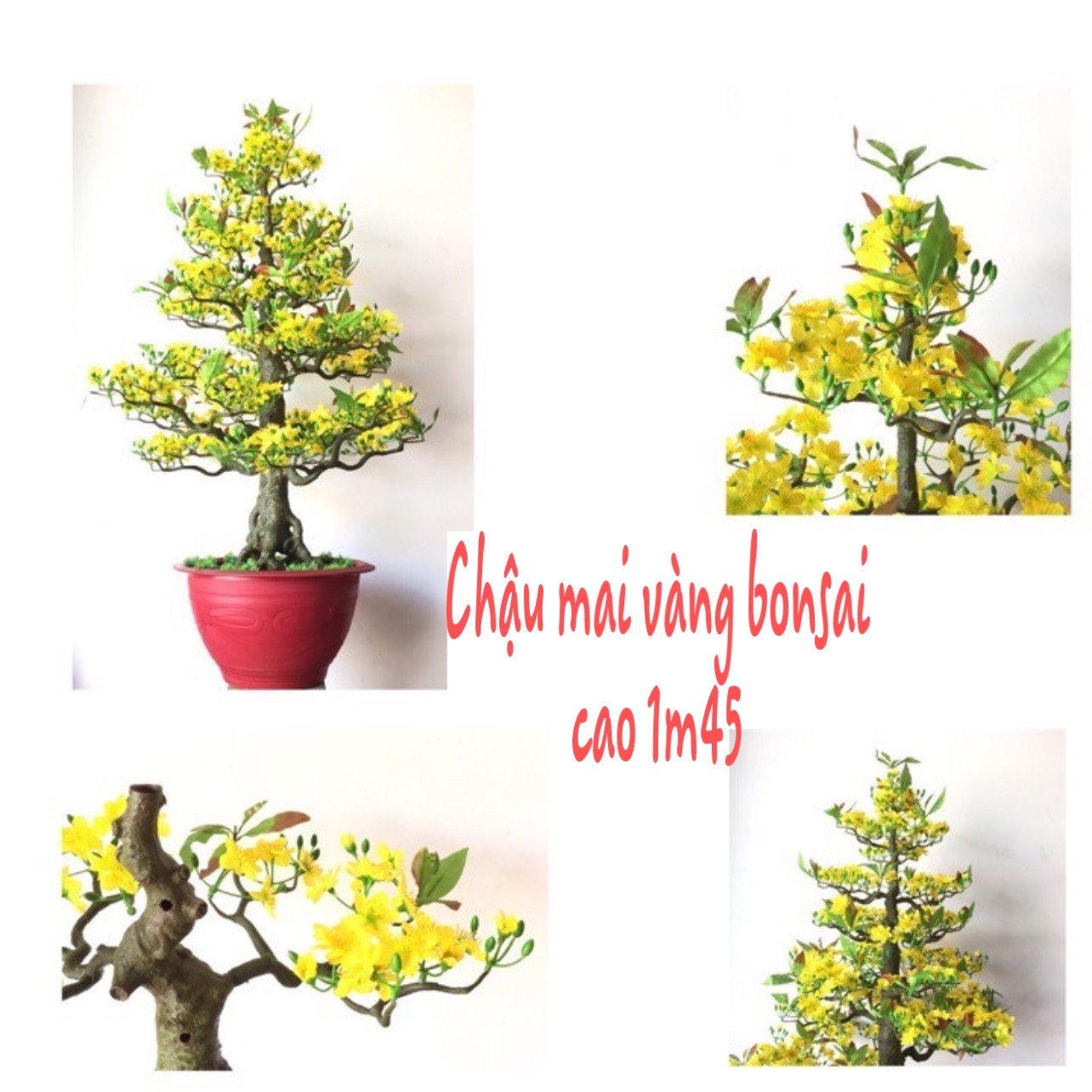 Cây Hoa Mai Bonsai Giả Cao 1m45 Hoa Mai Nhựa Trang Trí Tết