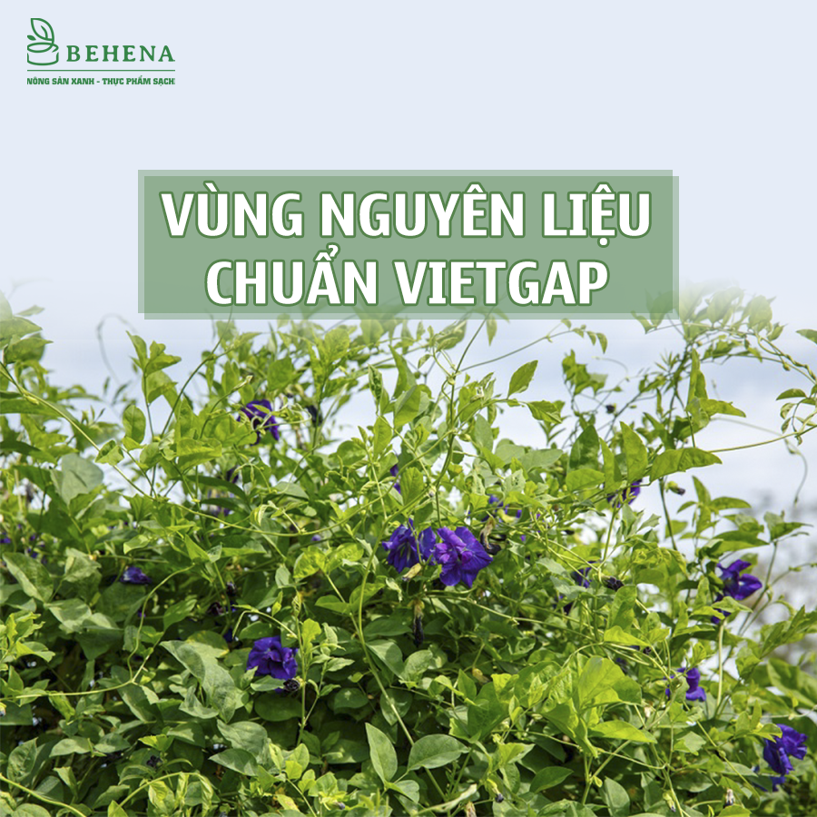 Trà hoa đậu biếc sấy khô nguyên bông Behena gói 200g Minh Anpha