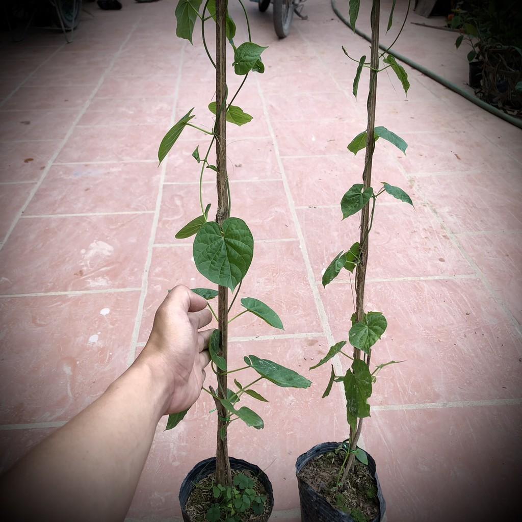 Cây hoa thiên lý giống siêu hoa .