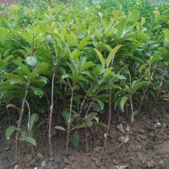 Hồng xiêm xoài