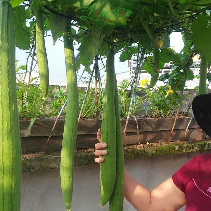 Hạt giống Mướp hương Thái Lan F1 Trái dài CT28 - Gói 10 hạt