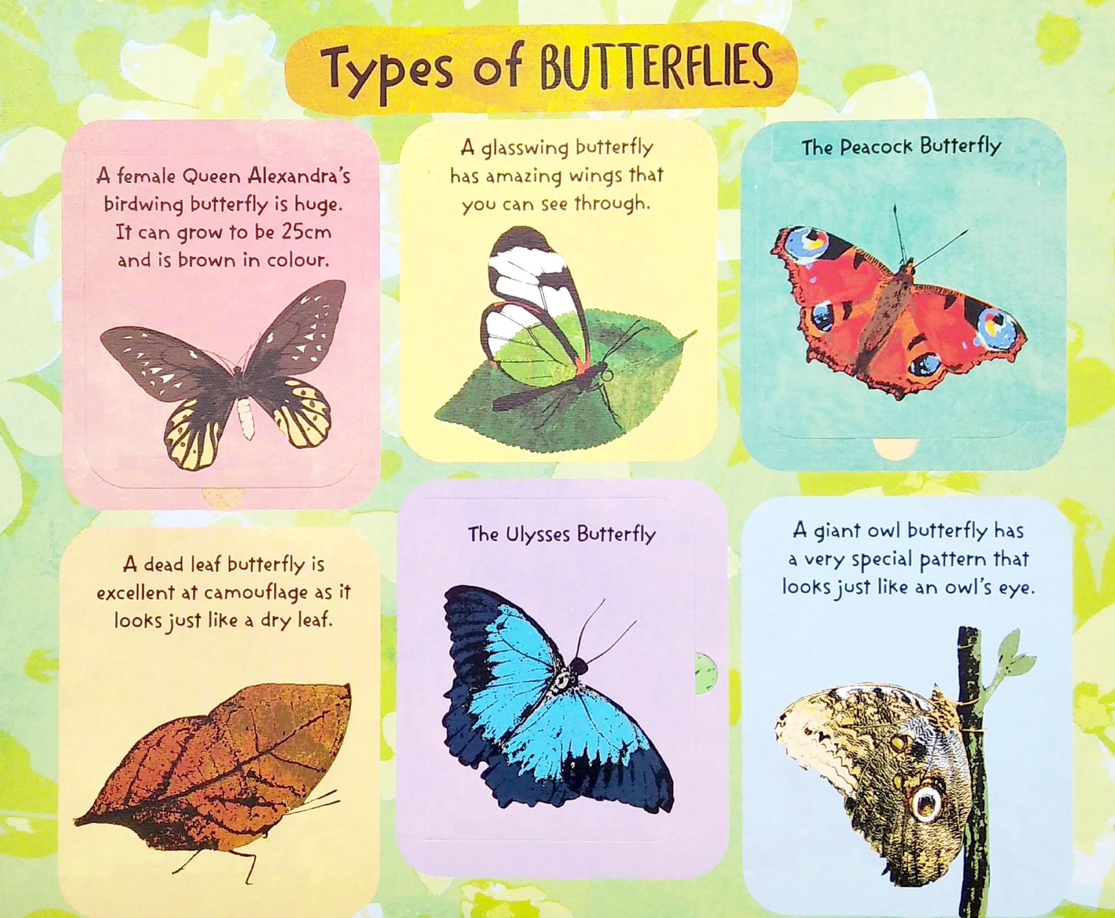 The Life Cycle Of Butterflies