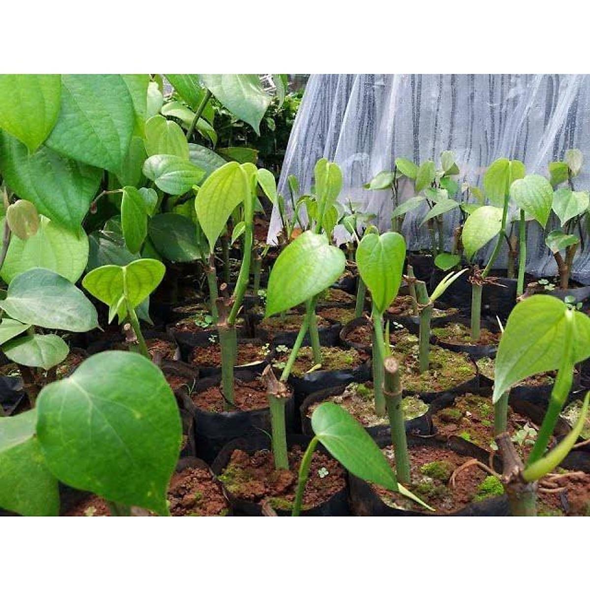 Cây giống Tiêu Ác Vĩnh Linh siêu trái .