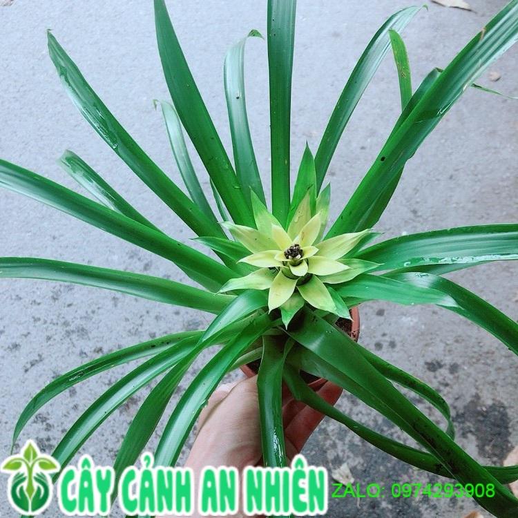 Cây Phát Lộc Hoa