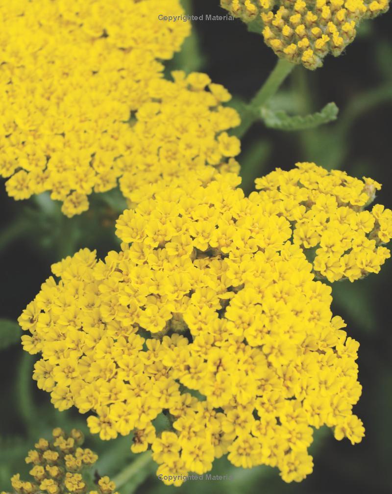 Best Perennials for Sun and Shade (Home Grown Gardening)