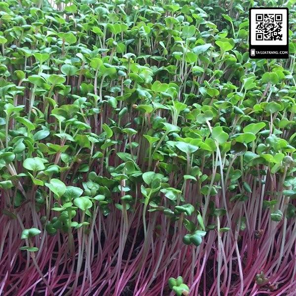 1KG Hạt giống rau mầm củ cải đỏ - Hạt giống mới, tỉ lệ nảy mầm cao