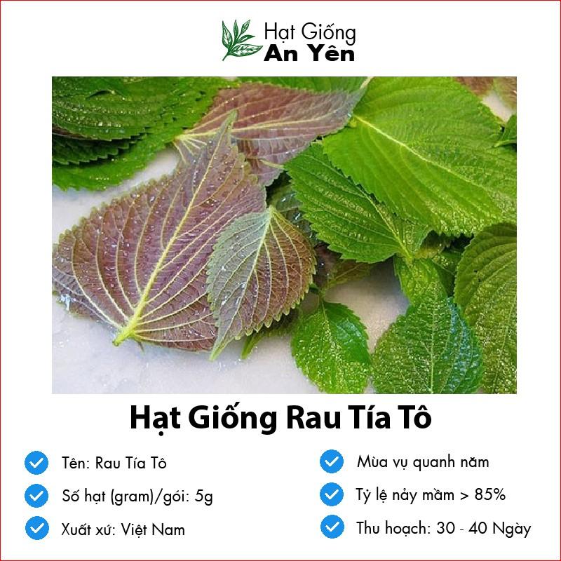 Hạt giống Tía Tô thu hoạch sớm, dễ trồng, nảy mầm cao, sinh trưởng khoẻ