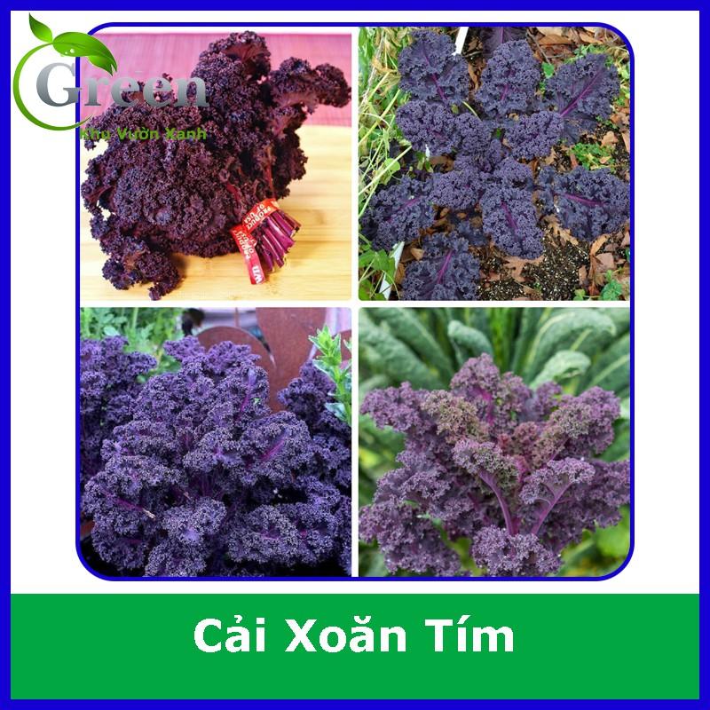 Hạt Giống Cải Xoăn Kale Tím (Kale Đỏ) (100H)