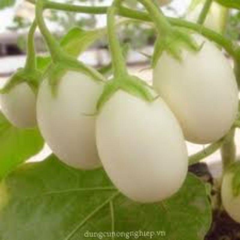 30 HẠT GIỐNG CÀ TRẮNG TRỨNG