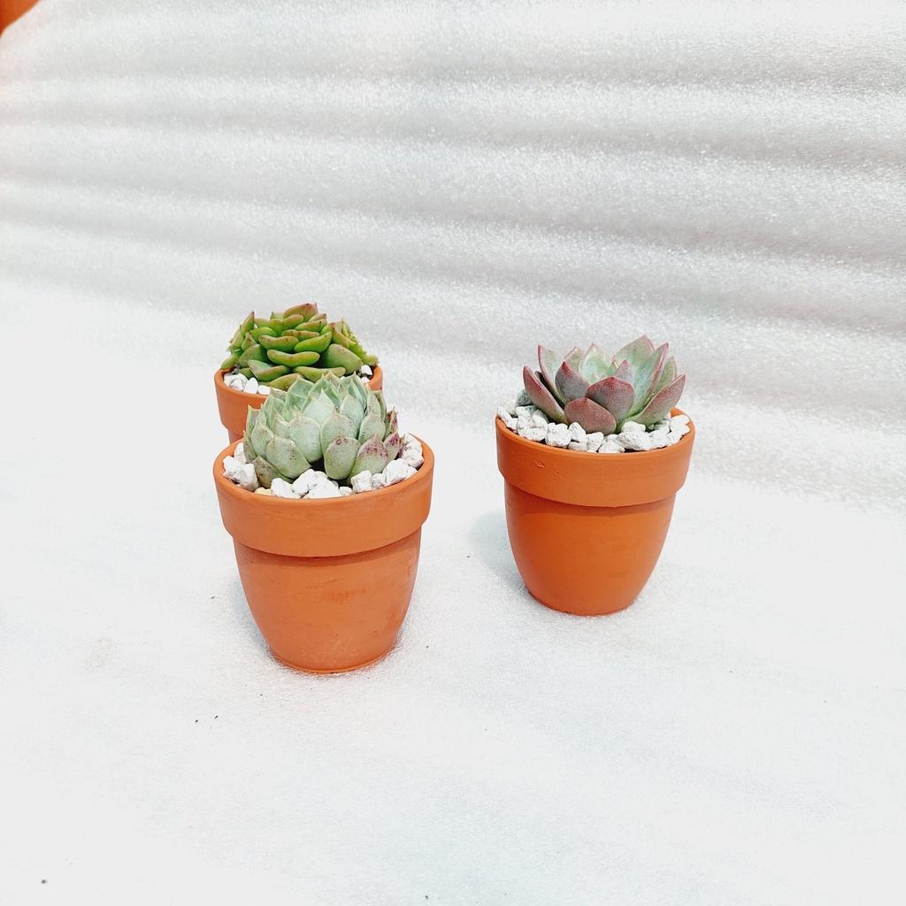 Chậu đất nung Bình Dương - Chậu ly có gờ bo đích, miệng chậu 7cm, chiều cao 7cm