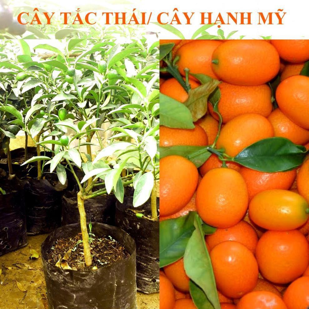 CÂY GIỐNG QUẤT NGỌT SIÊU QUẢ SIÊU NĂNG SUẤT- CAM KÊT GIỐNG CHUẨN F1