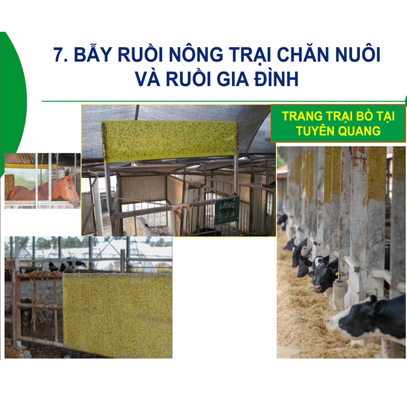 Bẫy Ruồi Nông Nghiệp gây hại Rau Hoa Củ Quả đạt hiệu quả 90% bằng Cuộn Keo Dính Vàng 2 mặt keo , thời gian hiệu lực trên 8 tháng chịu mưa nắng