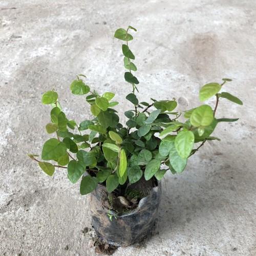 CÂY VẢY ỐC TRỒNG BỊCH ĐEN NHIỀU NGỌN SUM SUÊ DÀI 15-20CM CÂY SỐNG KHỎE THÍCH HỢP LÀM CÂY LEO BÁM