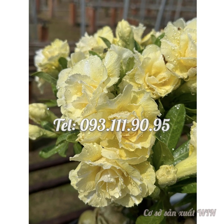 Hạt giống hoa sứ ghép Thái Lan hoa vàng cánh to - Bịch 10 hạt – Mã số 2092