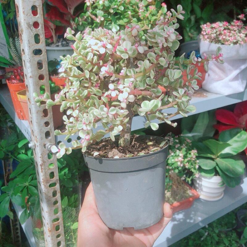 Cành Vàng Lá Ngọc Cổ Thụ