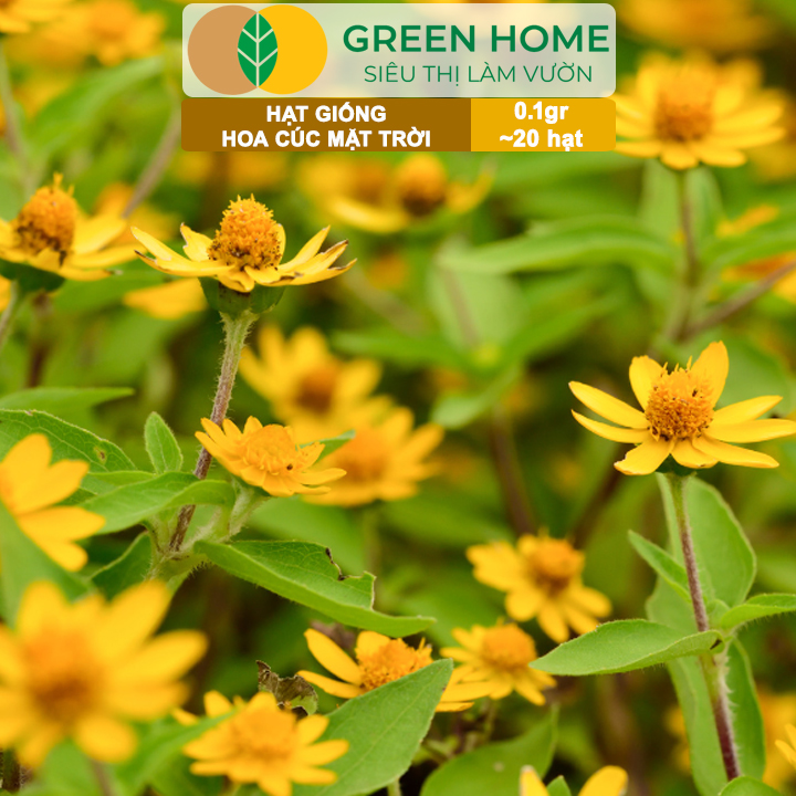 Hạt Giống Hoa Cúc Mặt Trời GreenHome, Gói 0.1g~20 hạt, Dễ Trồng Quanh Năm, Tỷ Lệ Nảy Mầm Cao H15