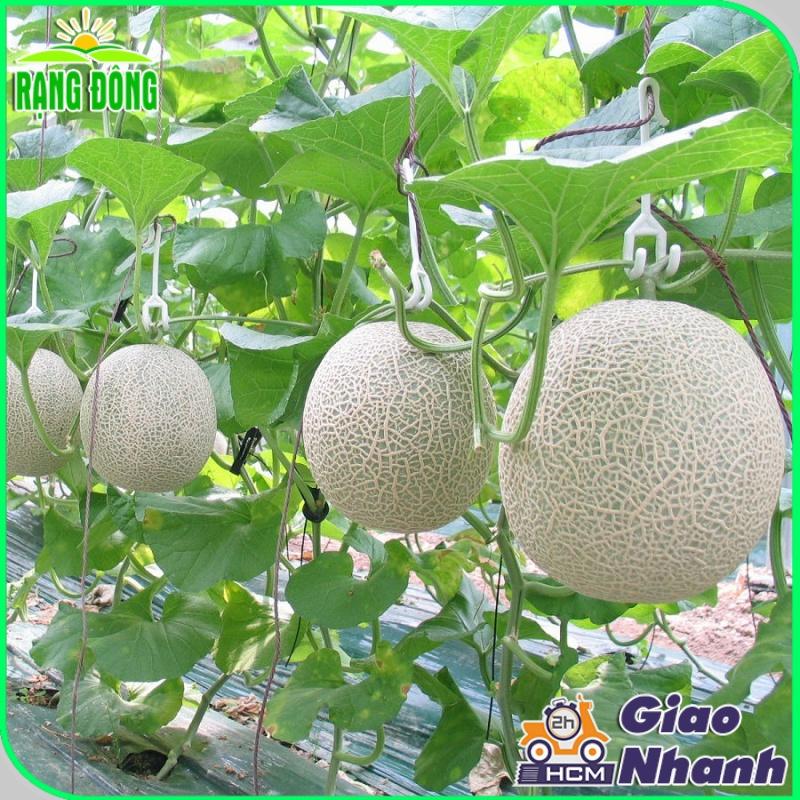 Hạt giống Dưa Lưới Ruột Vàng Lai F1, Chịu Nhiệt Tốt, Trồng Quanh Năm - Hạt giống Rạng Đông