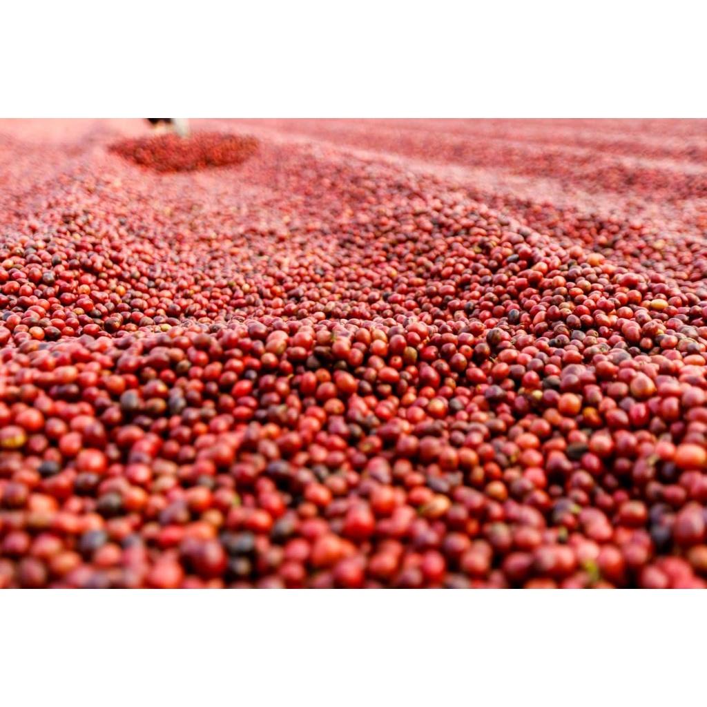 Arabica Washed(Chế biến ướt) - Vị đắng nhẹ, chua thanh, hương trái cây, hậu ngọt dịu - Cà phê pha phin/ Pha máy |250 - 500gr|