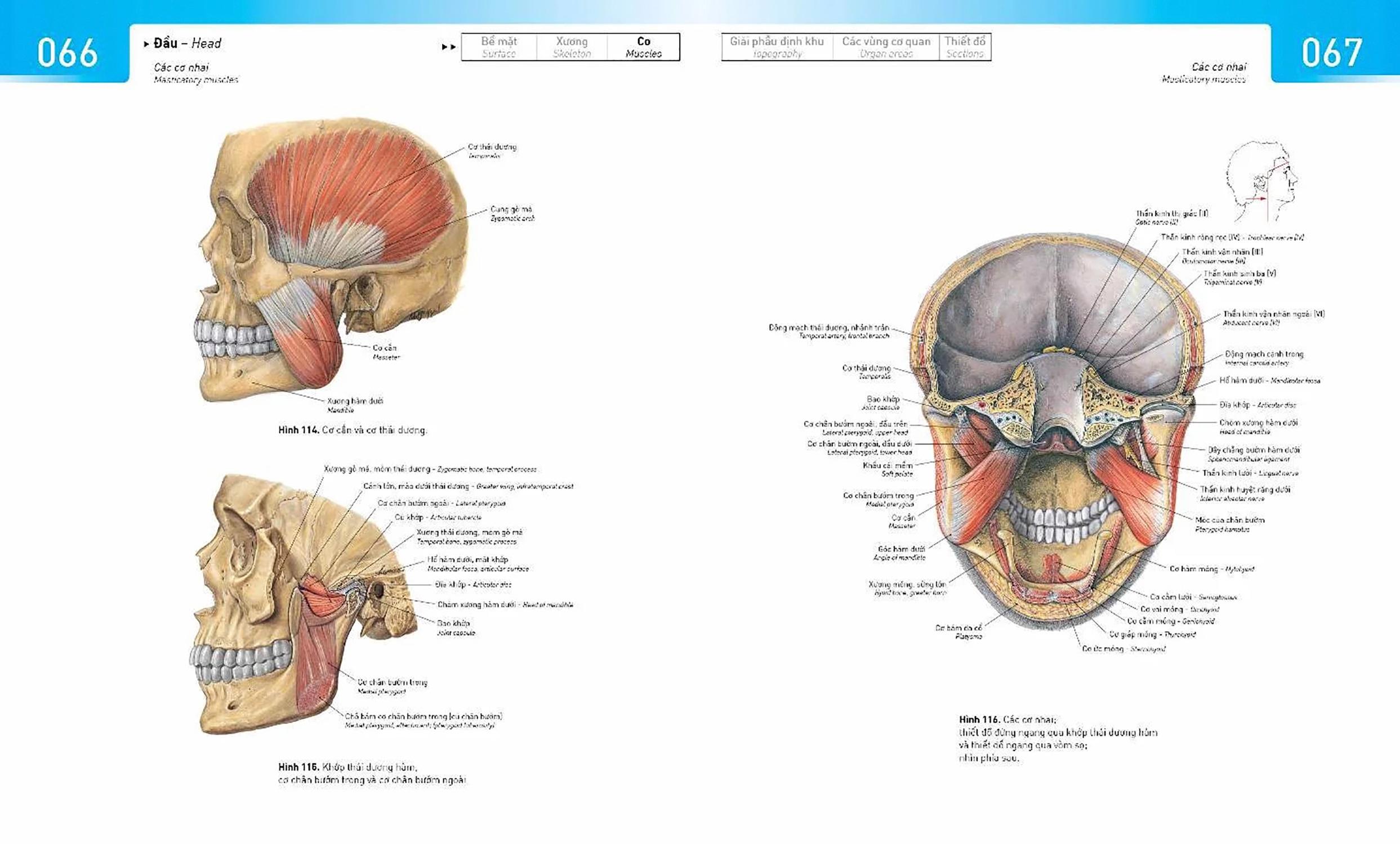 Sobotta Atlas Giải Phẫu Người