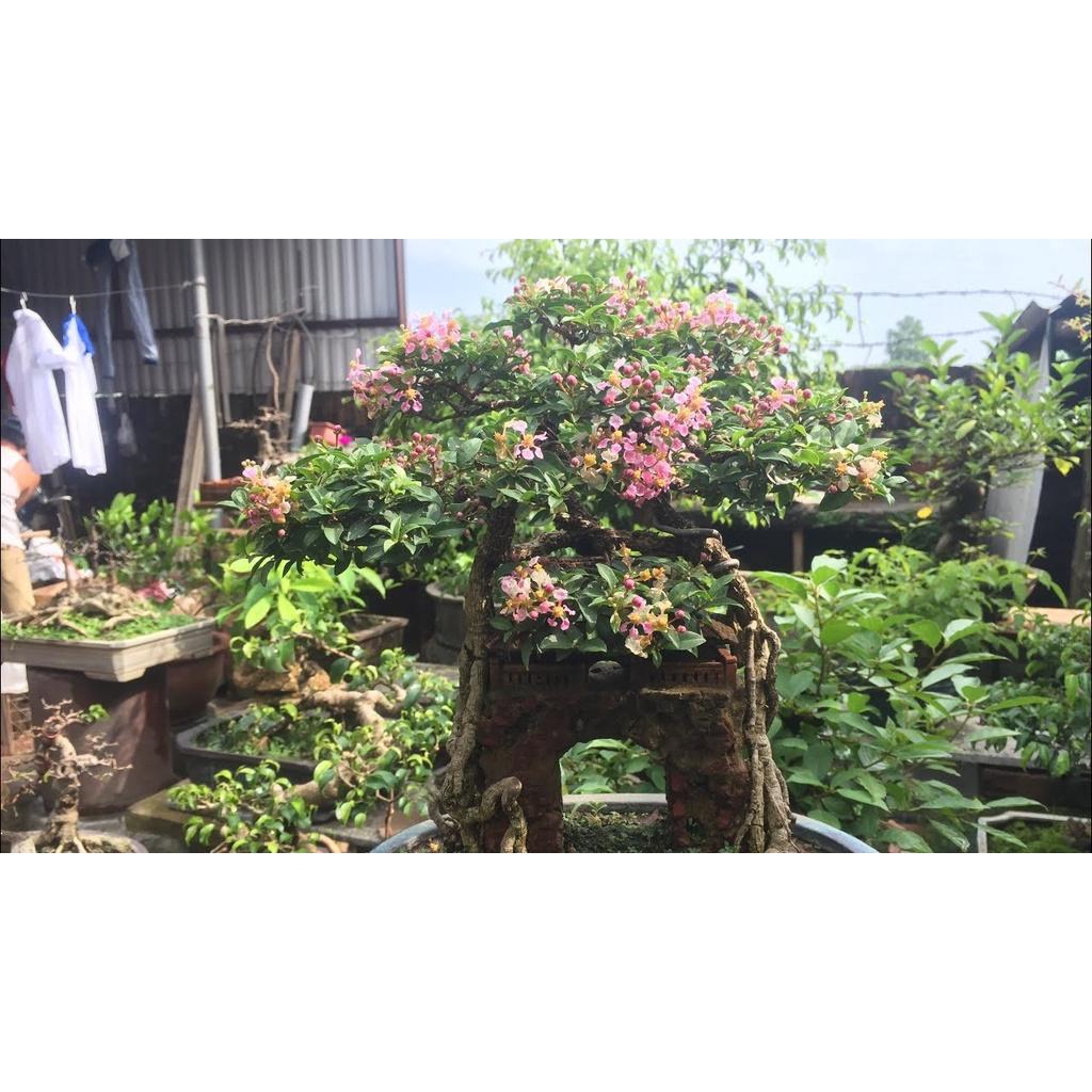 CHẬU CÂY Hồng ngọc mai bonsai , CHẬU CÂY LỚN ĐẸP, GIÁ RẺ