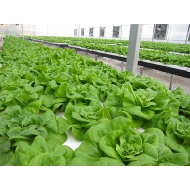 Hạt giống xà lách đăm cuộn