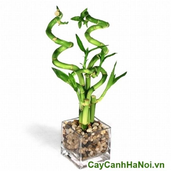 Cây trúc lộc