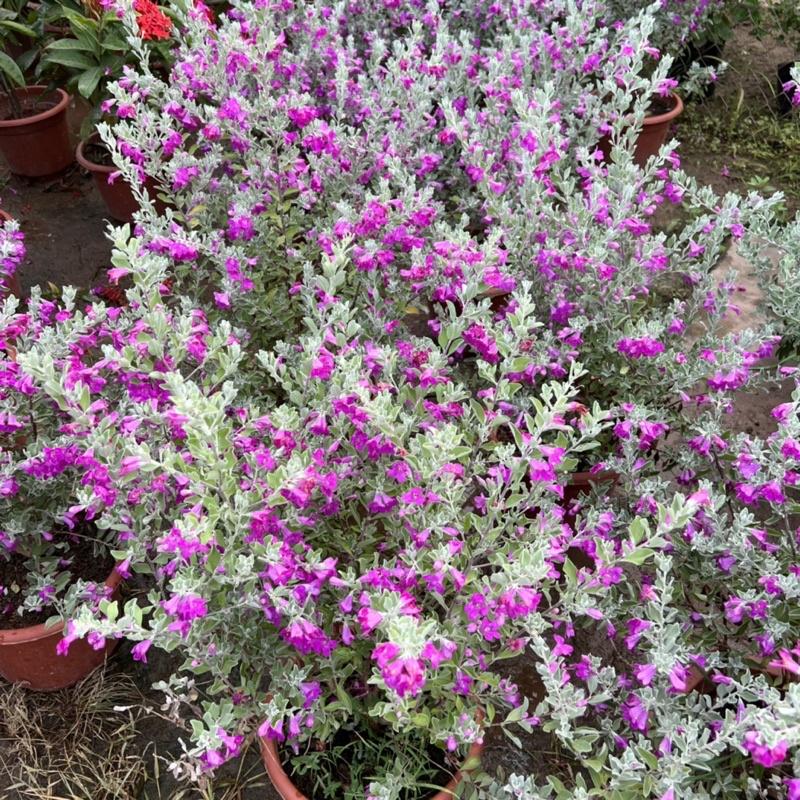 Cây tuyết sơn phi hồ cao 40-45cm, cây hoa cảnh nở quanh năm, trồng trang trí sân vườn, ban công