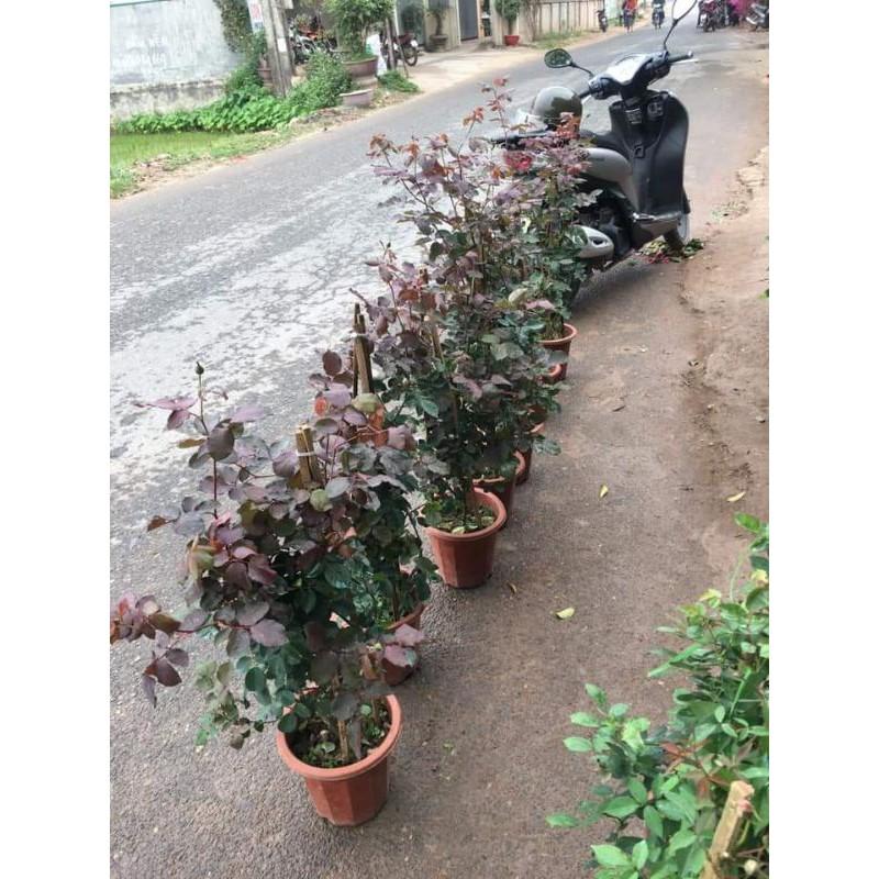 Hồng leo Hải Phòng