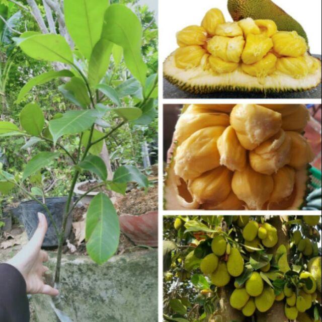 CÂY GIỐNG MÍT TỐ NỮ