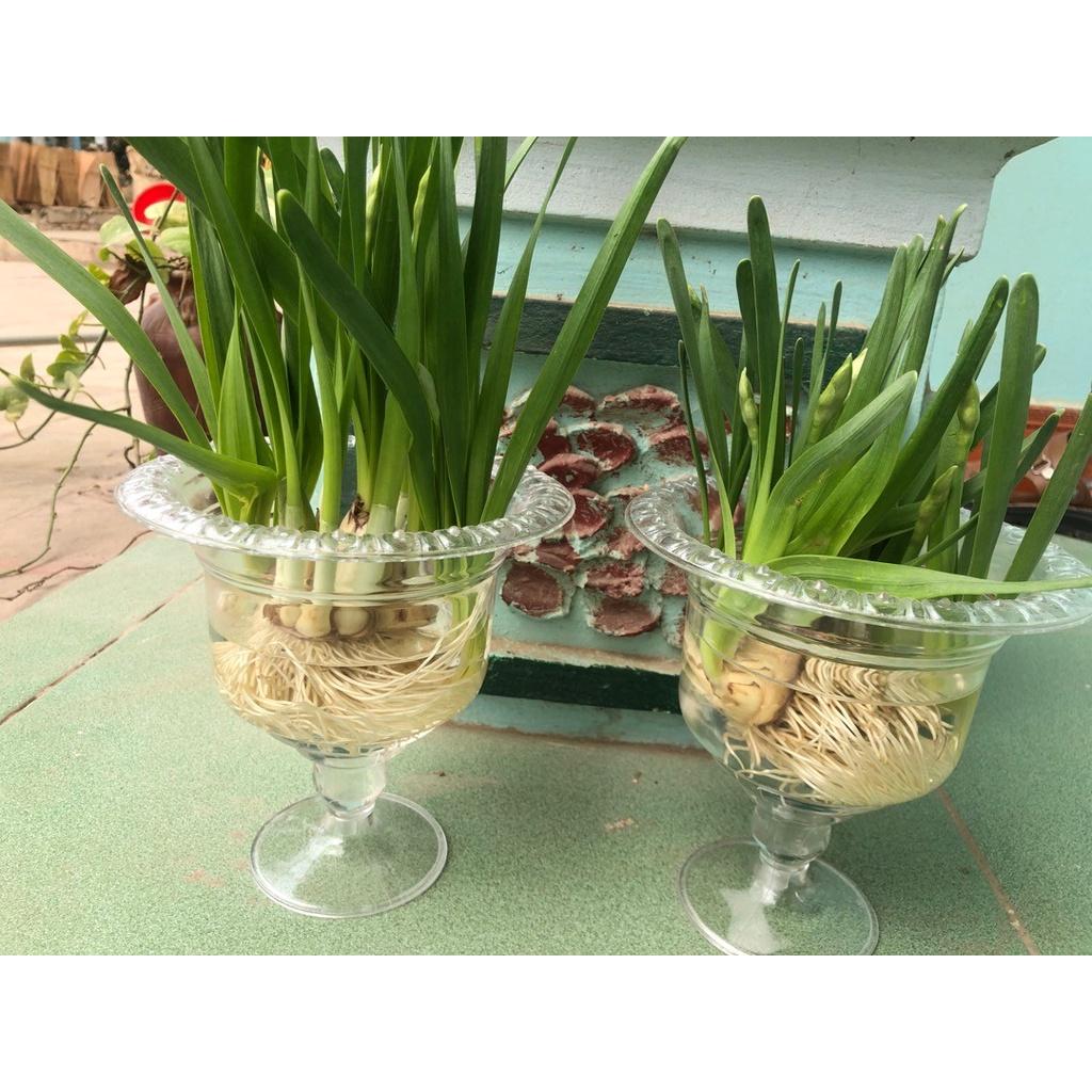 Ly dưỡng trồng thủy tiên, trưng phật thủ siêu xinh, sang trọng và lịch sự