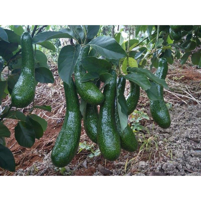 CÂY GIỐNG BƠ 034 SIÊU SỚM