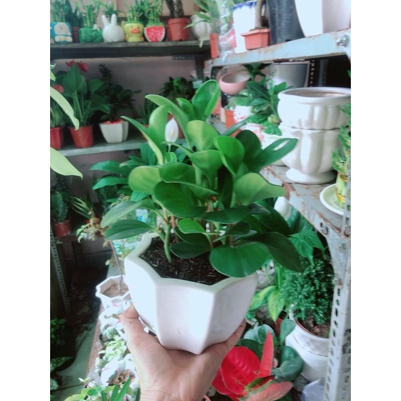 Chậu Cây Trường Sinh