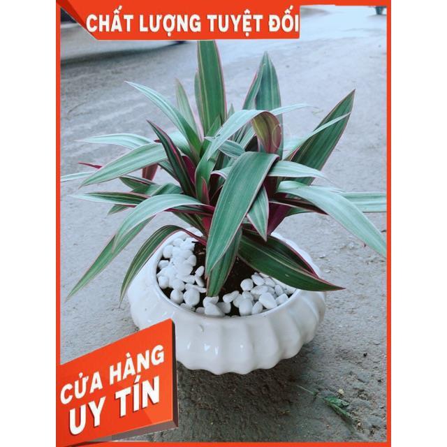 Chậu Cây Bảy Sắc Cầu Vòng
