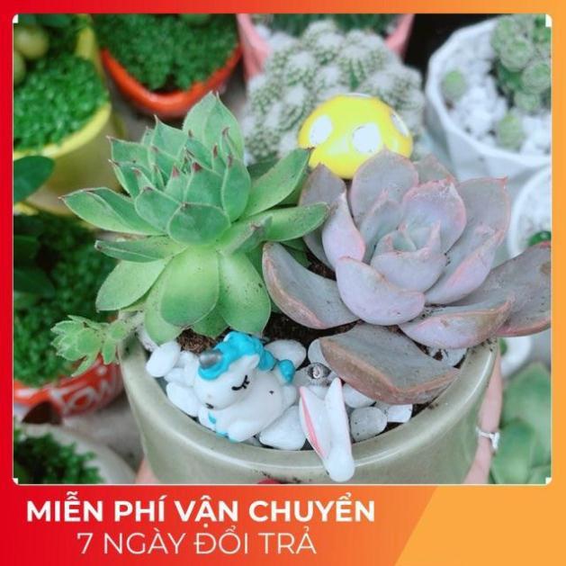 Chậu Sen Đá Tiểu Cảnh
