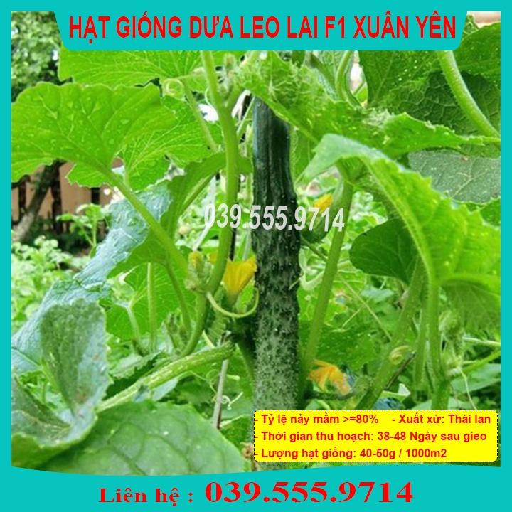 Hạt giống dưa leo lai F1 Xuân Yên nhiều trái 1gram