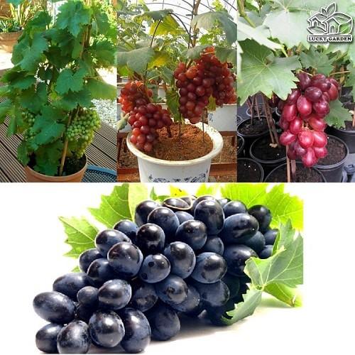 CÂY GIỐNG NHO LEO PHÁP DÒNG QUẢ SỚM