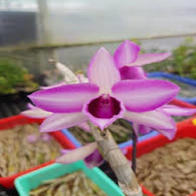 Sản Phẩm Hoa lan trầm hồng búp bê